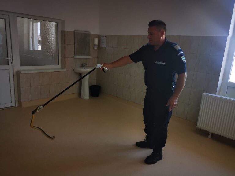 Șarpe prins de jandarmi într-un spital din județ